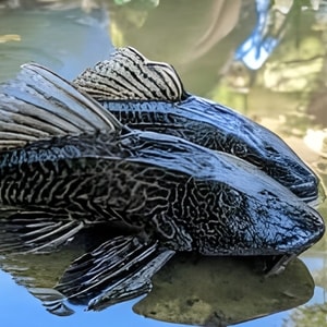 Ikan Sapu-Sapu: Antara Manfaat Gizi dan Hukum Mengonsumsinya dalam Islam