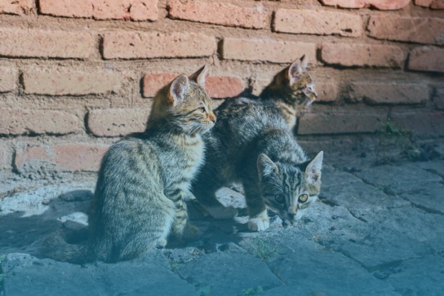 Street feeding program for stray cats in the market